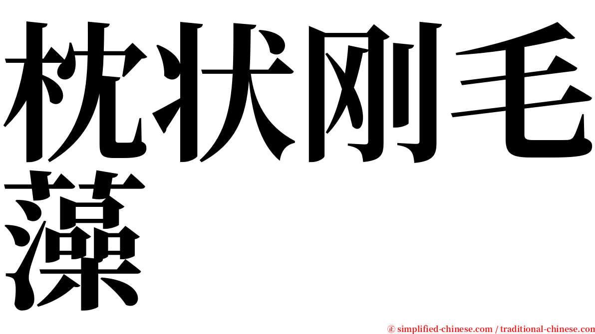 枕状刚毛藻 serif font