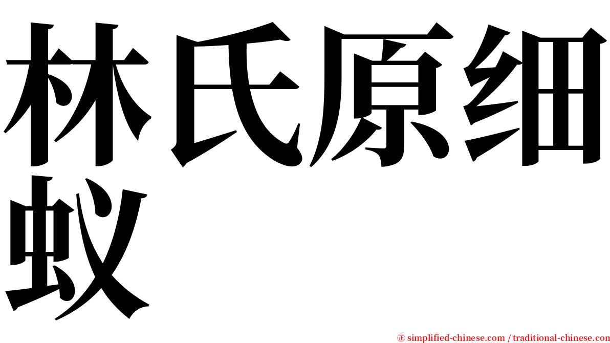 林氏原细蚁 serif font