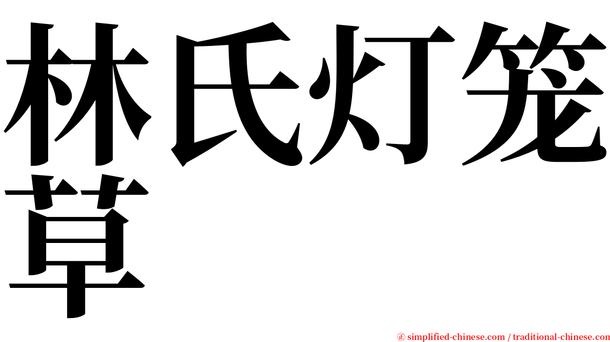 林氏灯笼草 serif font