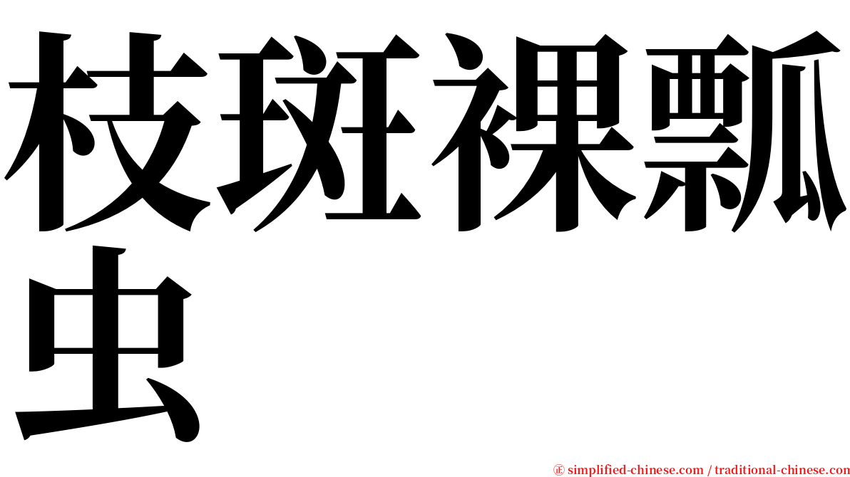 枝斑裸瓢虫 serif font