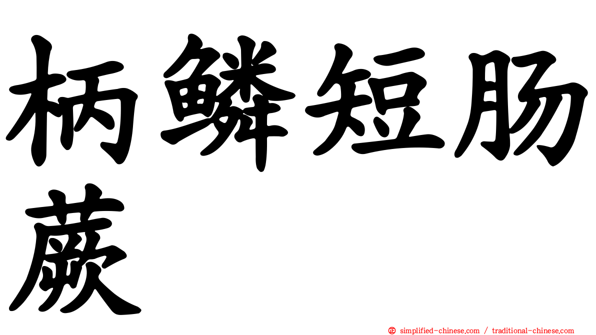 柄鳞短肠蕨