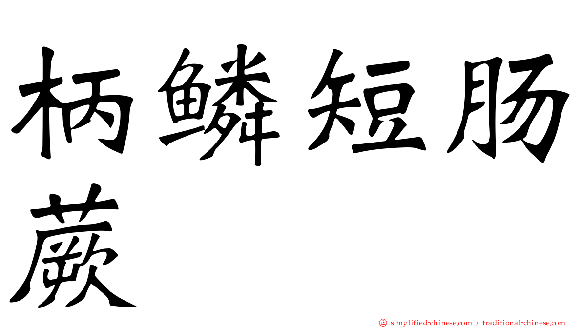 柄鳞短肠蕨