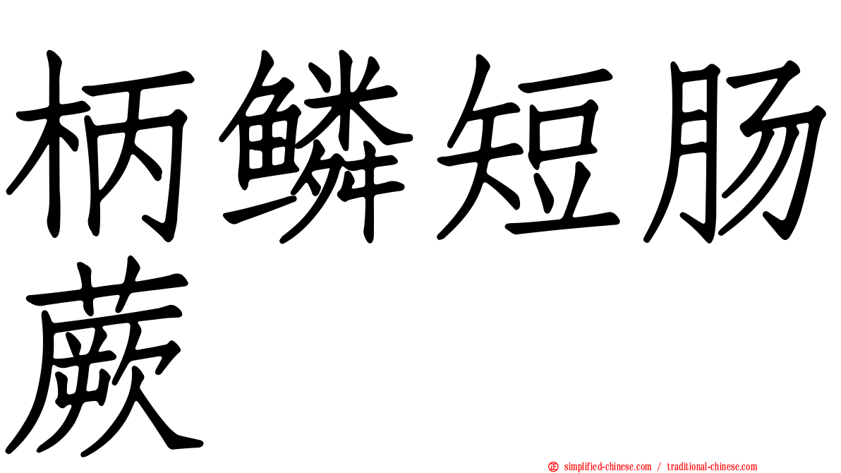 柄鳞短肠蕨