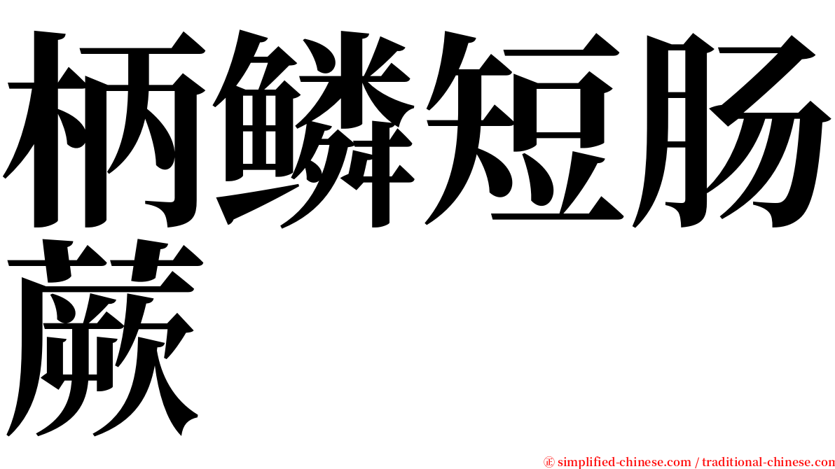 柄鳞短肠蕨 serif font