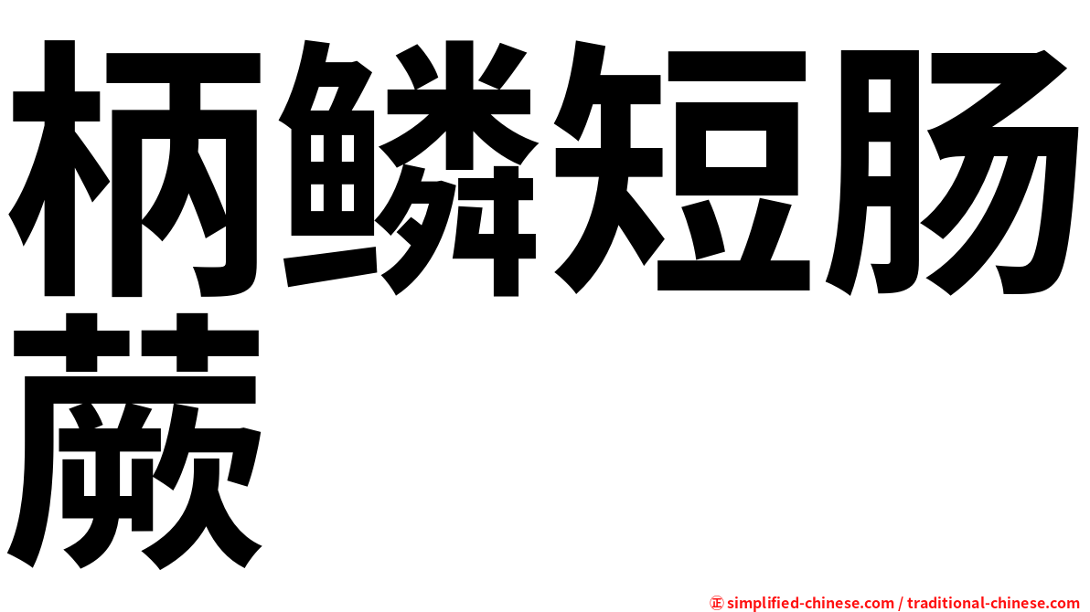 柄鳞短肠蕨