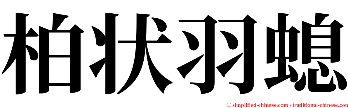 柏状羽螅 serif font