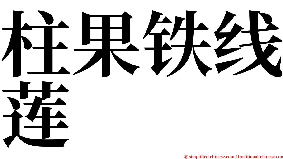 柱果铁线莲 serif font