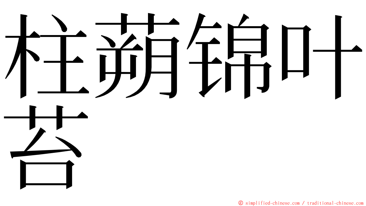 柱蒴锦叶苔 ming font