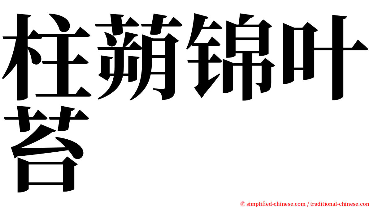 柱蒴锦叶苔 serif font