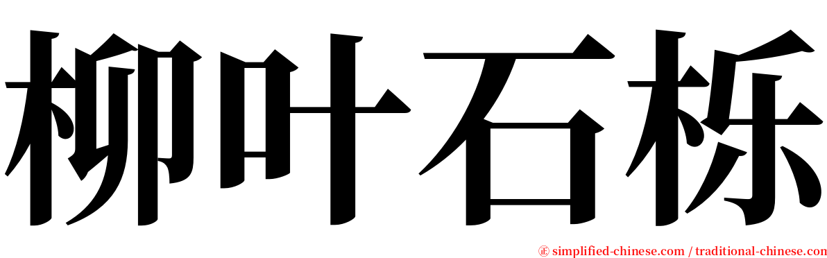 柳叶石栎 serif font