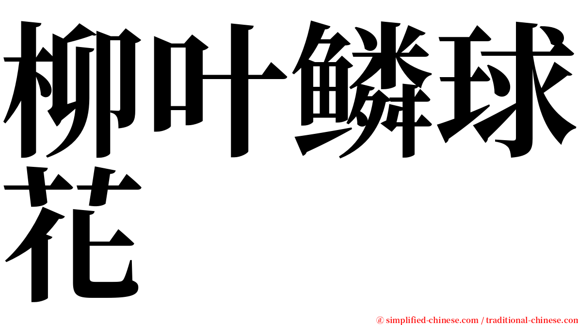 柳叶鳞球花 serif font