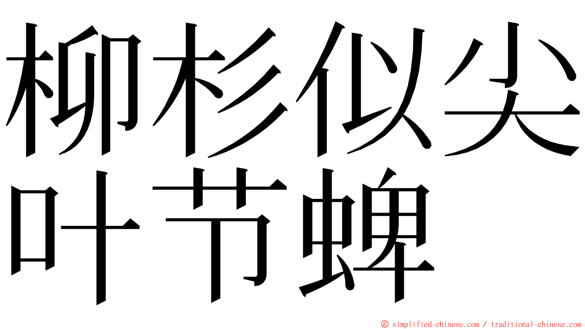 柳杉似尖叶节蜱 ming font