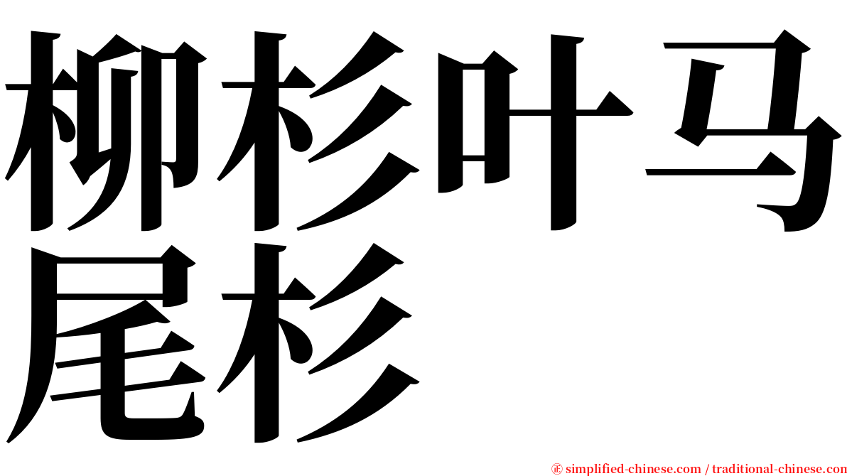 柳杉叶马尾杉 serif font