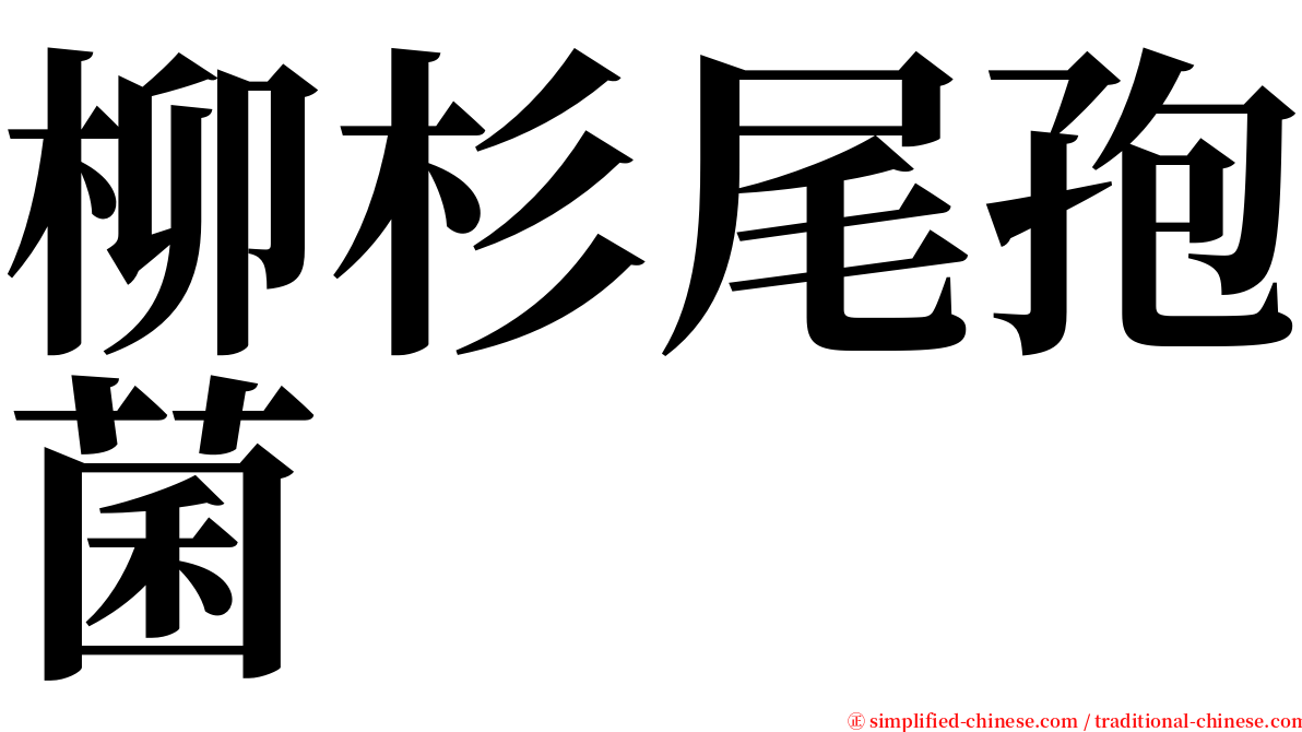 柳杉尾孢菌 serif font