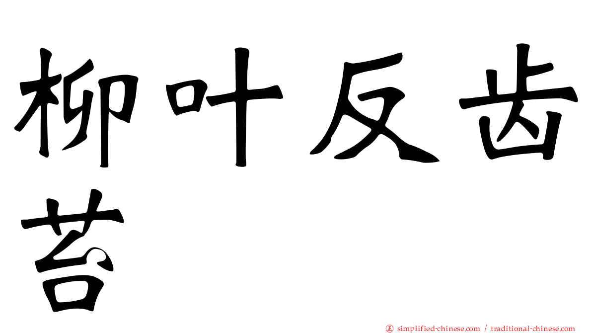 柳叶反齿苔