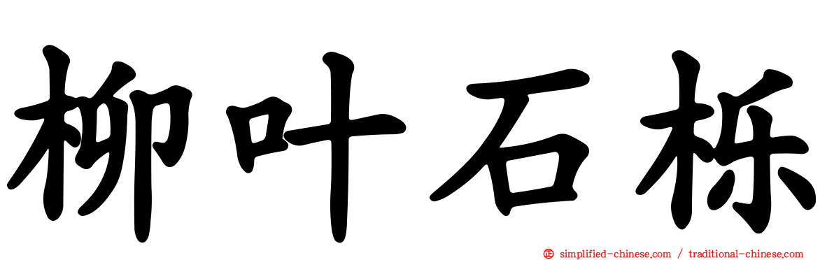 柳叶石栎