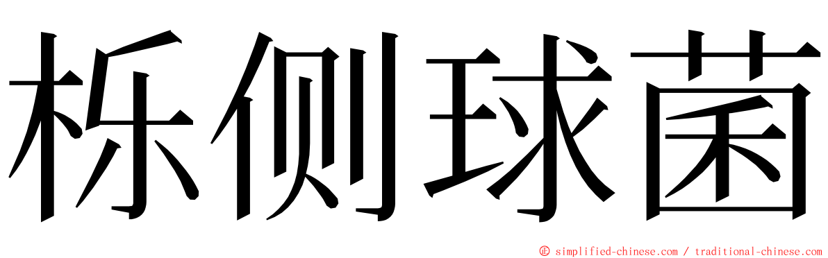 栎侧球菌 ming font