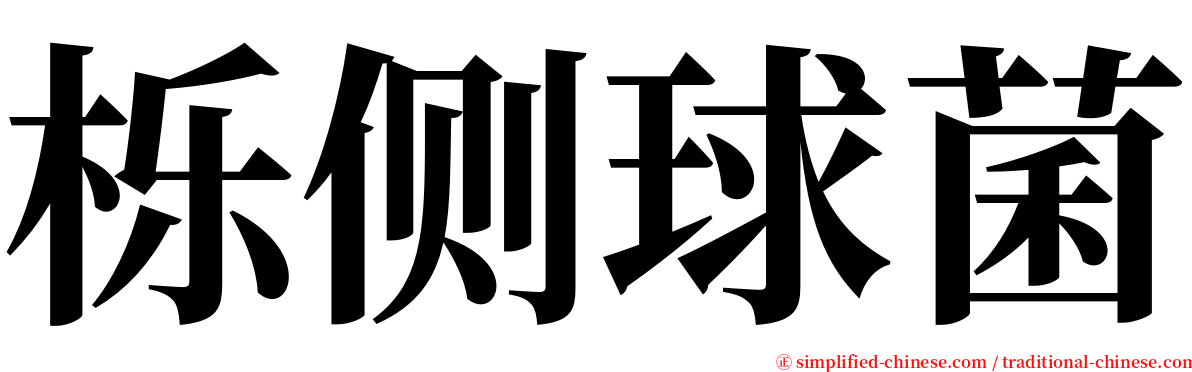 栎侧球菌 serif font