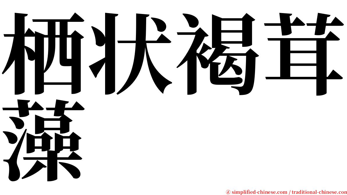 栖状褐茸藻 serif font