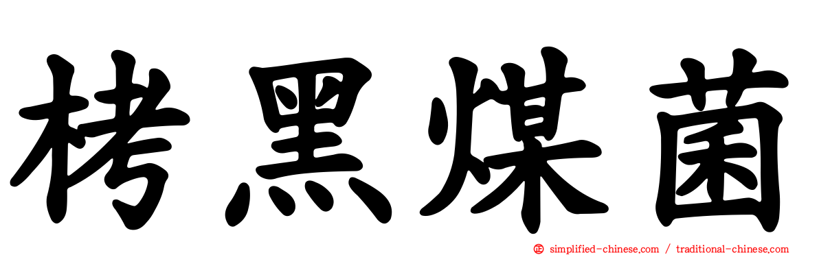 栲黑煤菌