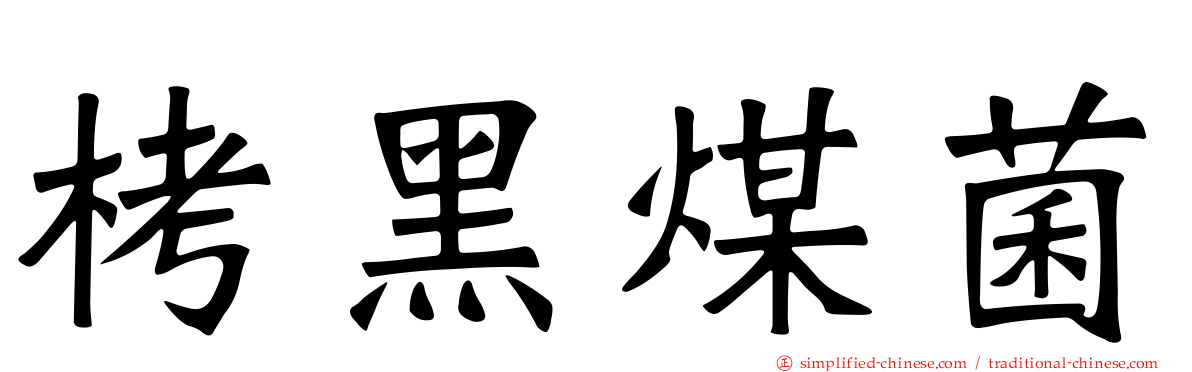 栲黑煤菌