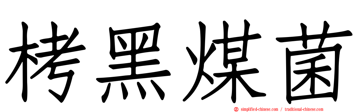 栲黑煤菌