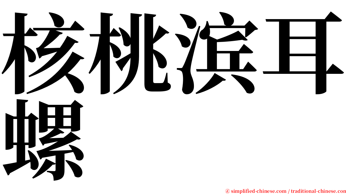 核桃滨耳螺 serif font