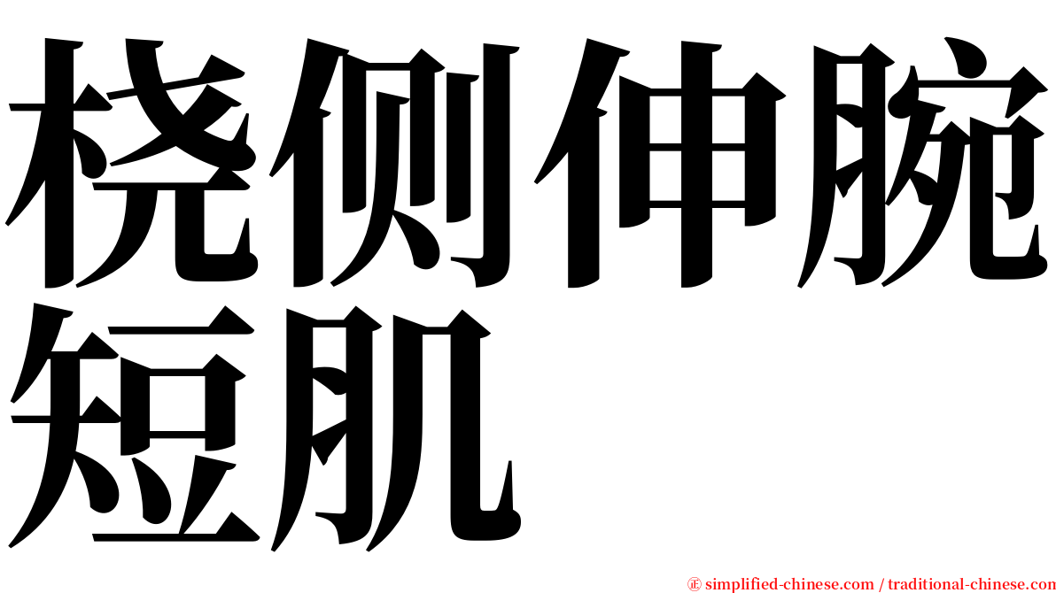 桡侧伸腕短肌 serif font