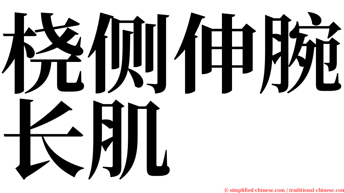 桡侧伸腕长肌 serif font