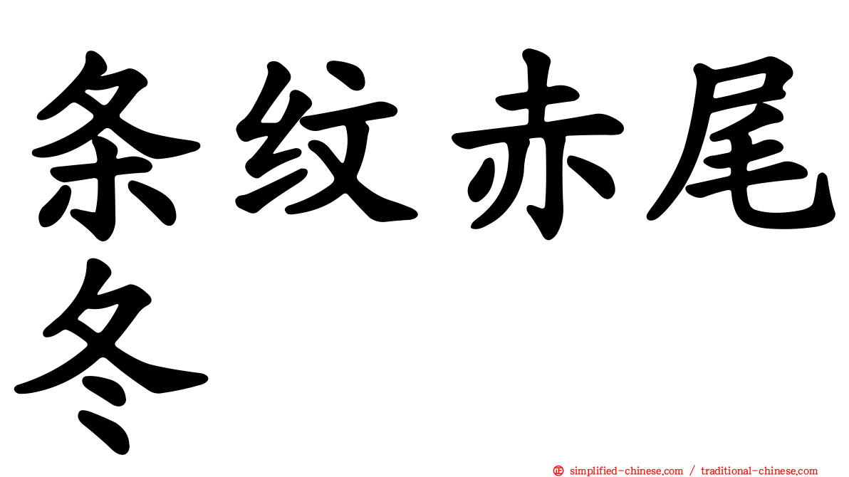 条纹赤尾冬