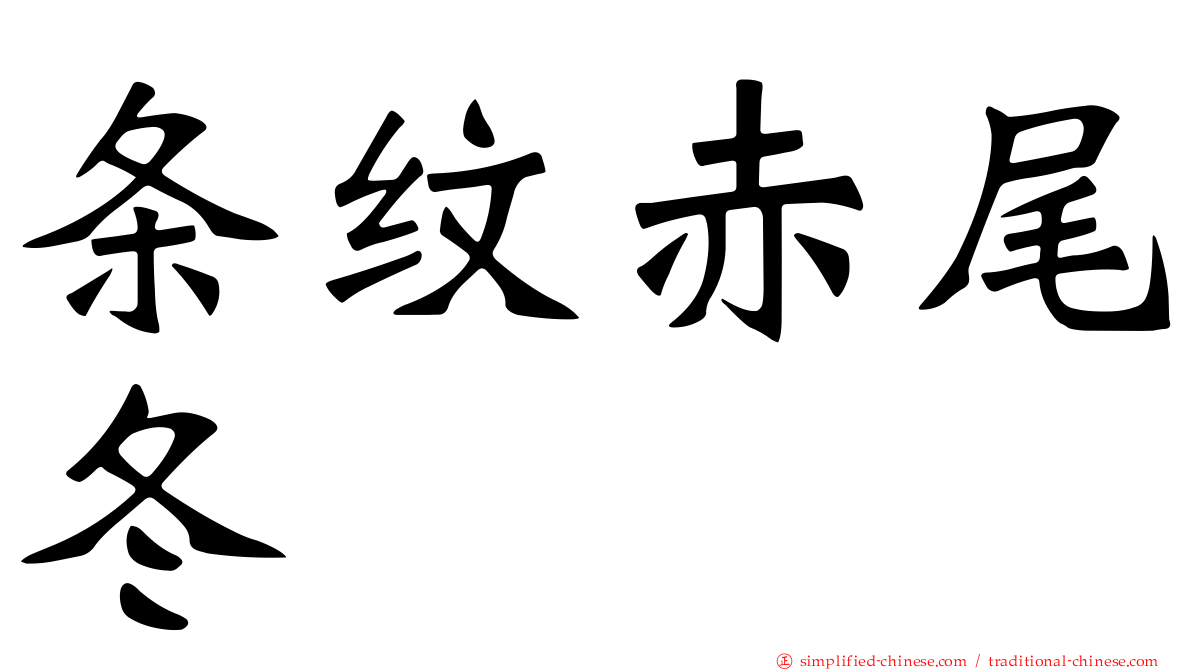 条纹赤尾冬