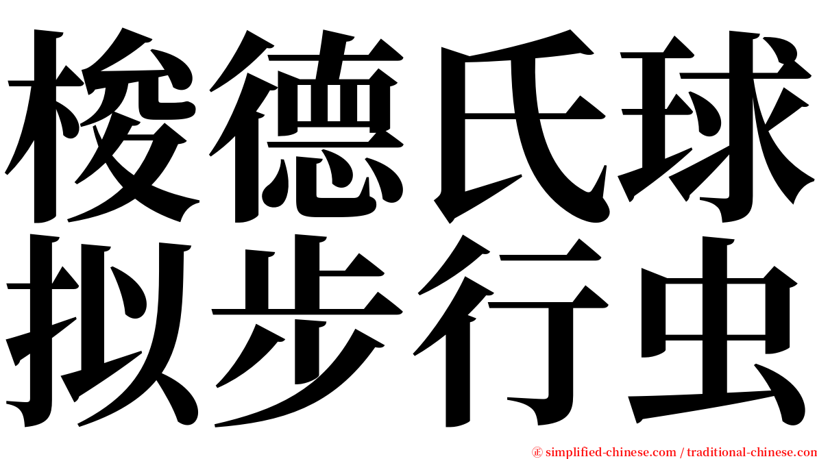 梭德氏球拟步行虫 serif font