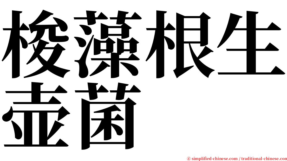 梭藻根生壶菌 serif font