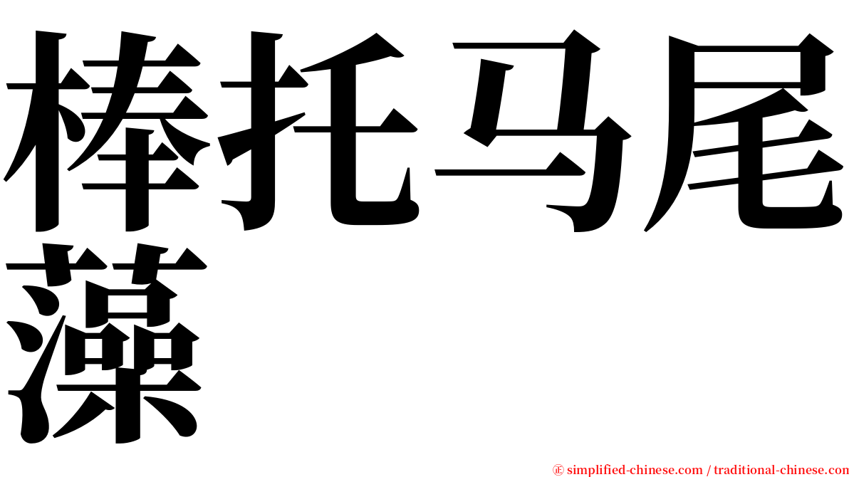 棒托马尾藻 serif font