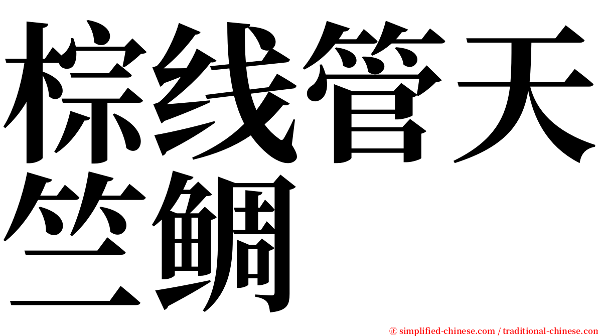 棕线管天竺鲷 serif font