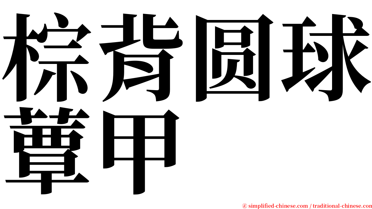 棕背圆球蕈甲 serif font