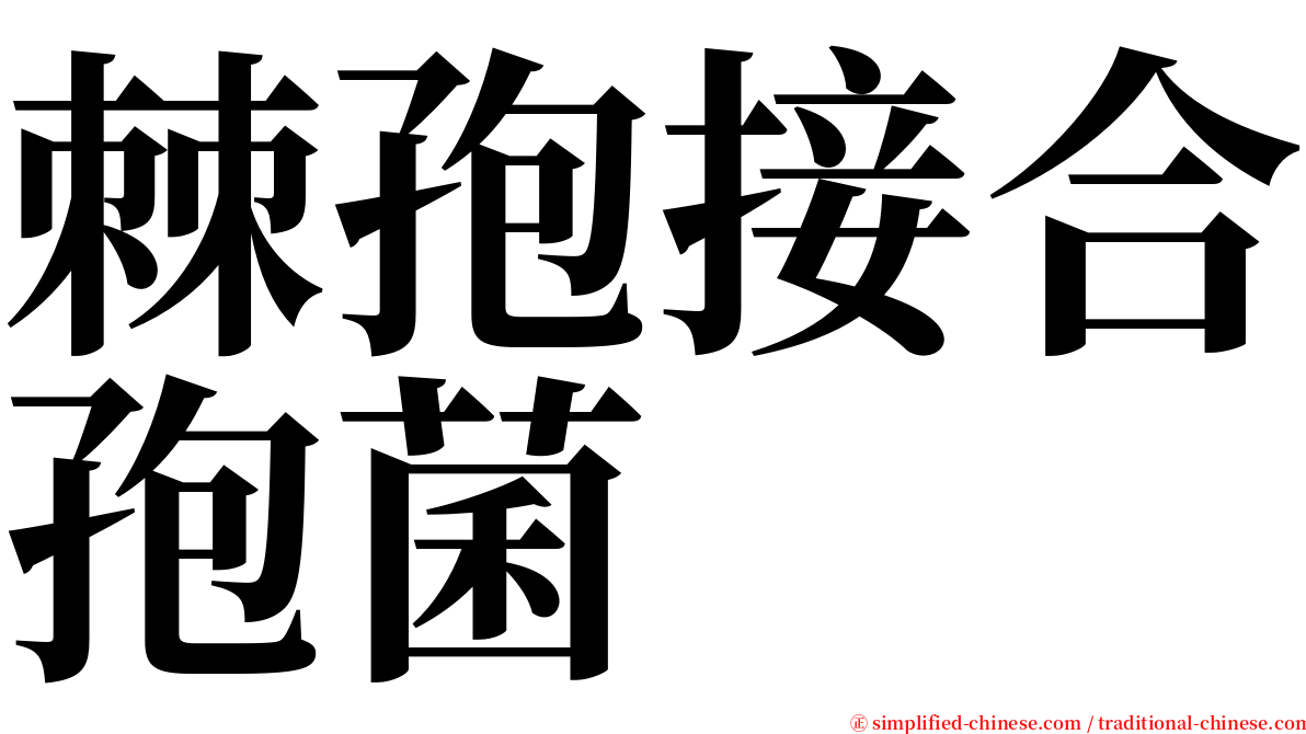 棘孢接合孢菌 serif font