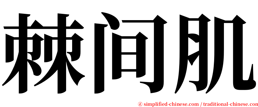 棘间肌 serif font