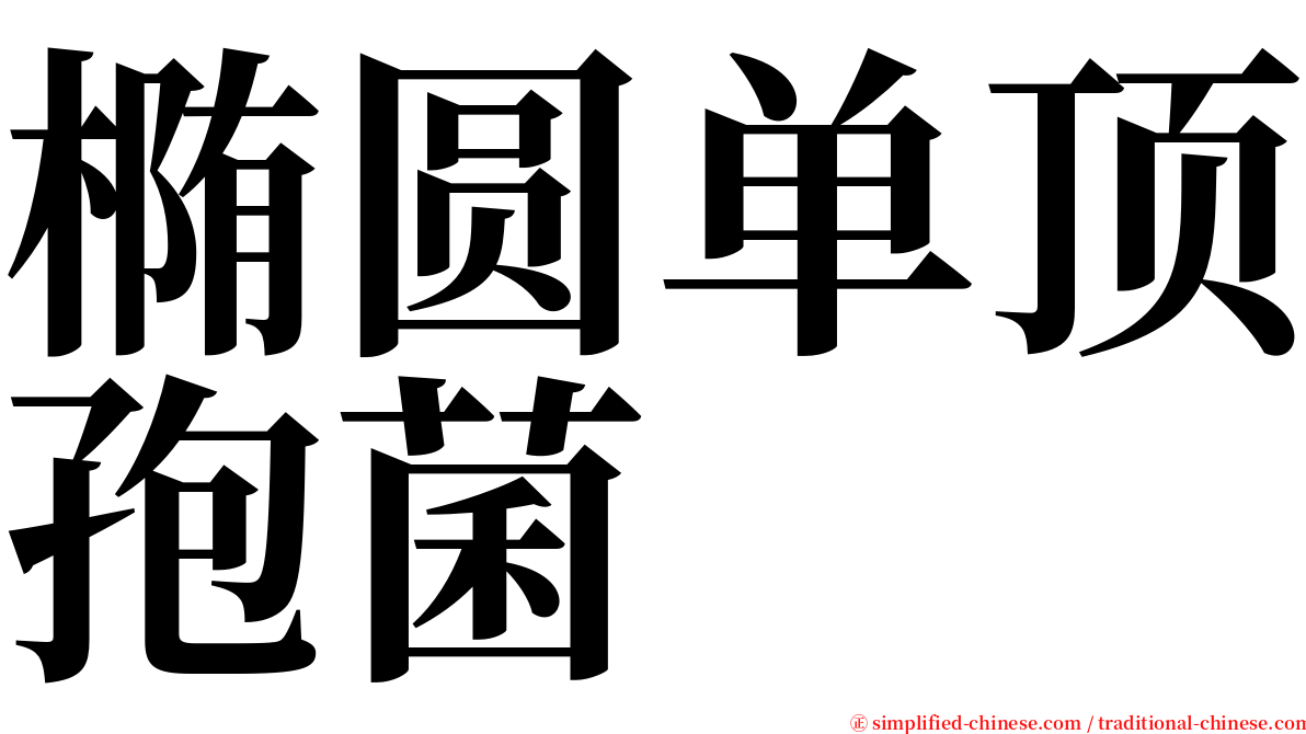 椭圆单顶孢菌 serif font