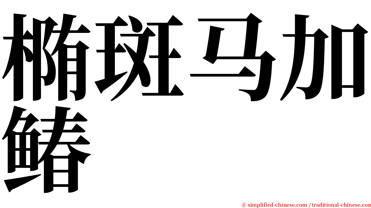 椭斑马加䲠 serif font