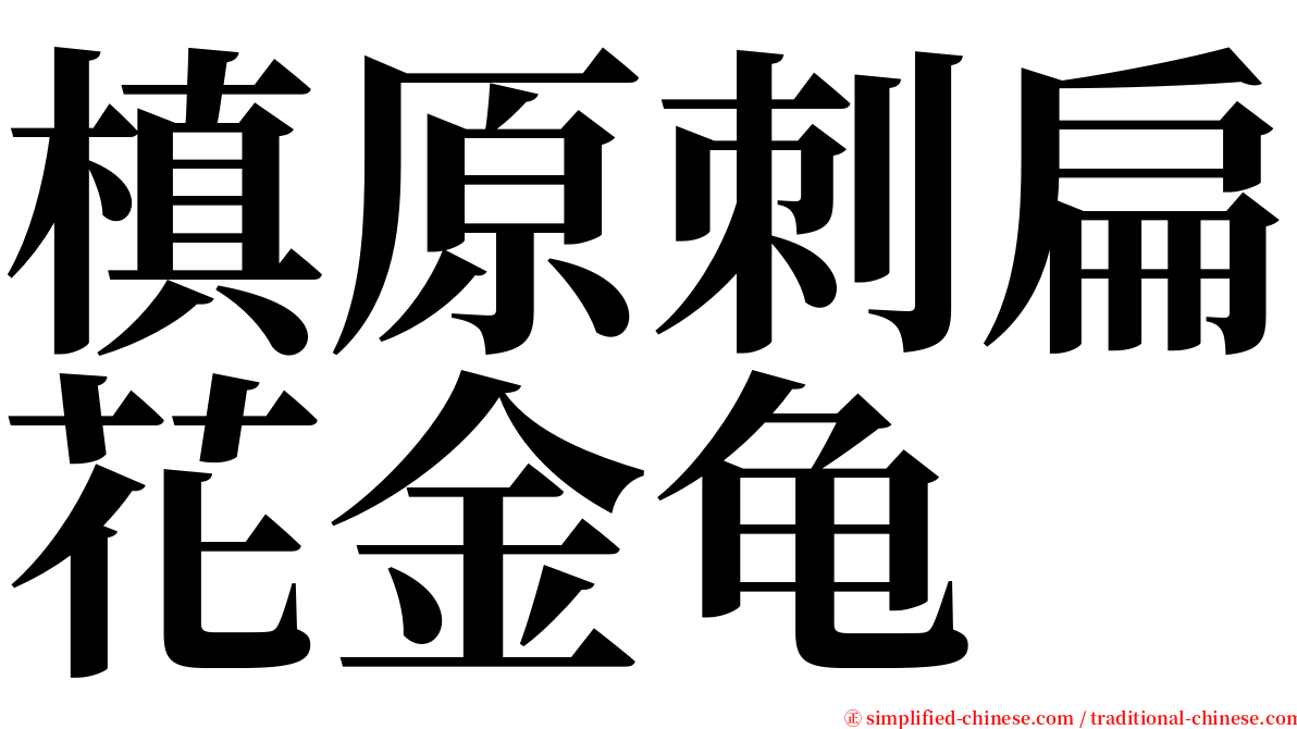 槙原刺扁花金龟 serif font