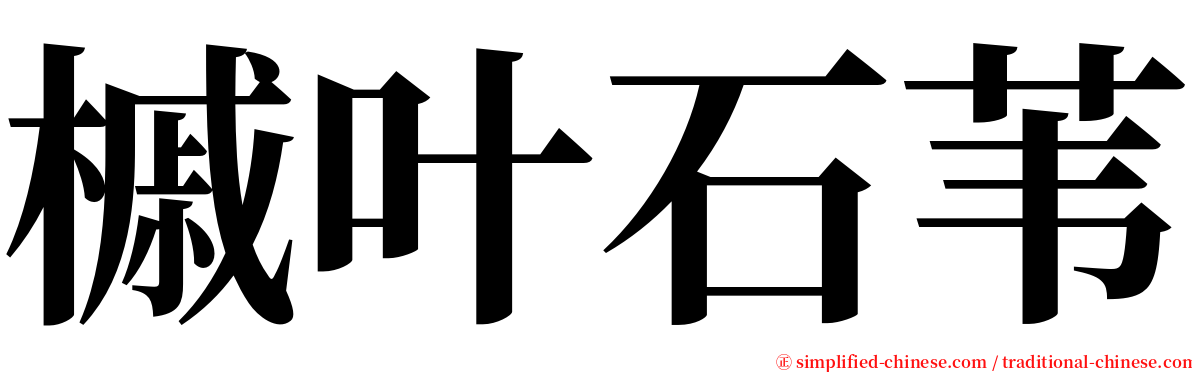 槭叶石苇 serif font