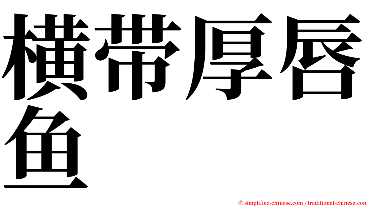 横带厚唇鱼 serif font