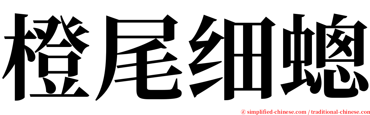 橙尾细蟌 serif font