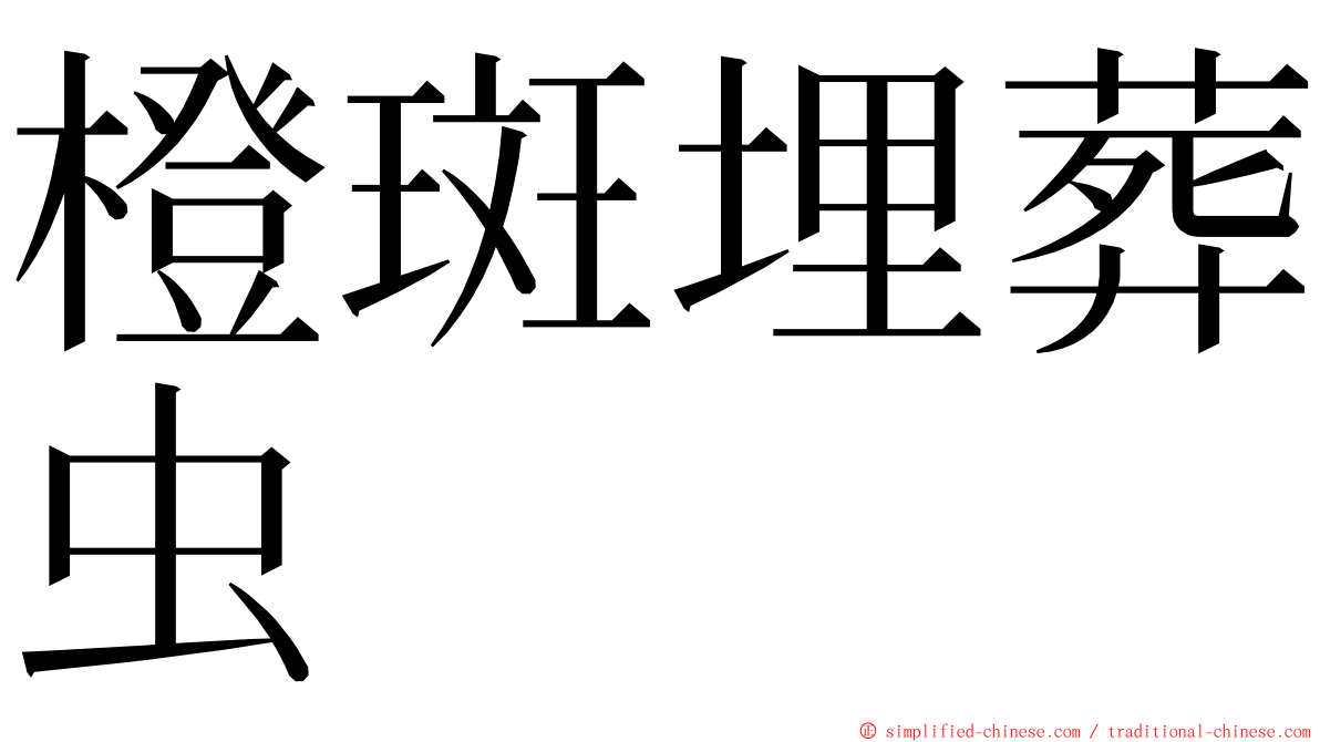 橙斑埋葬虫 ming font