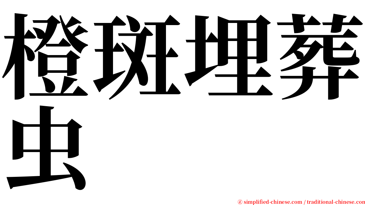 橙斑埋葬虫 serif font