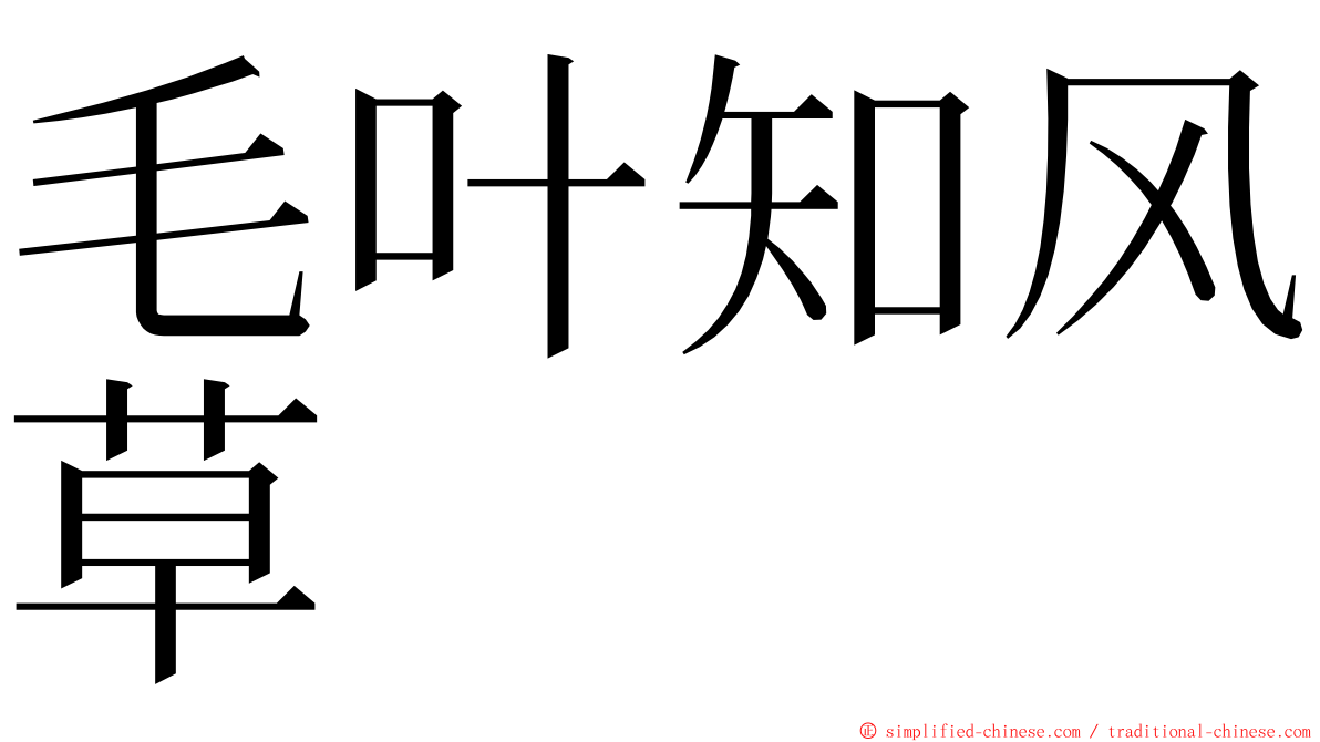 毛叶知风草 ming font