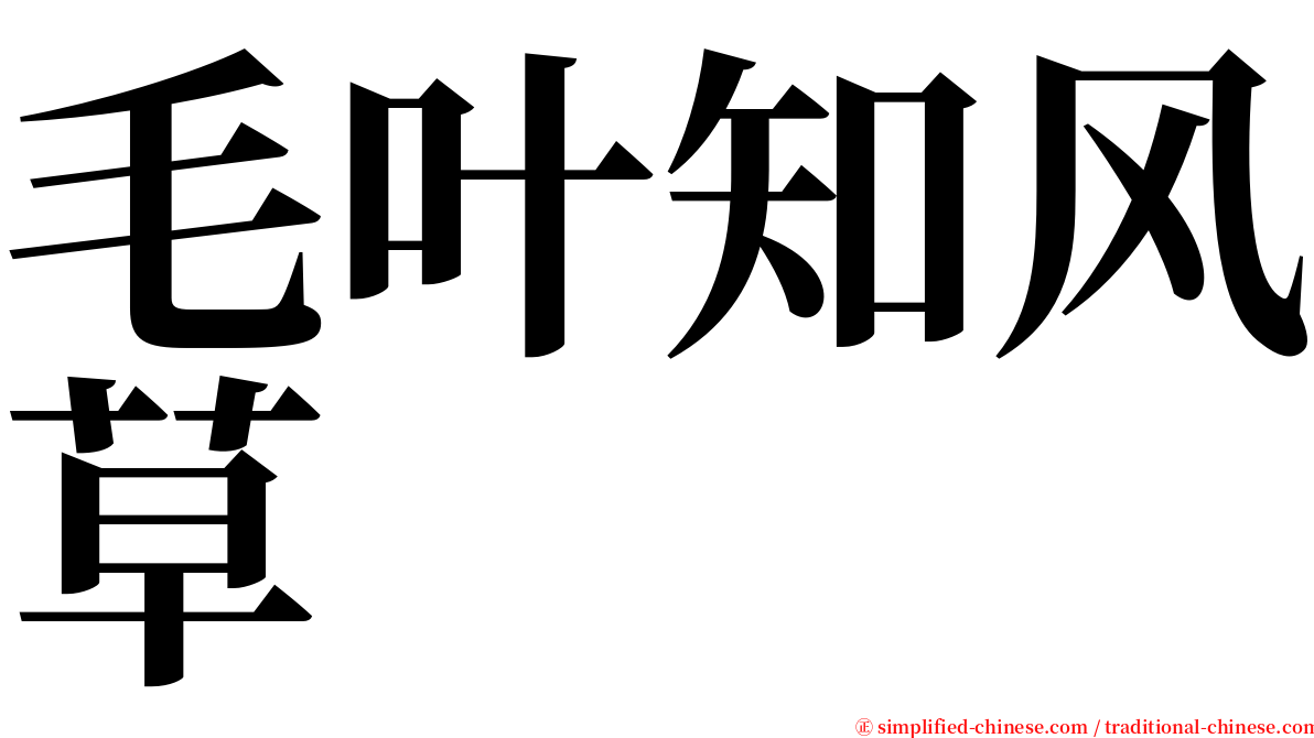 毛叶知风草 serif font