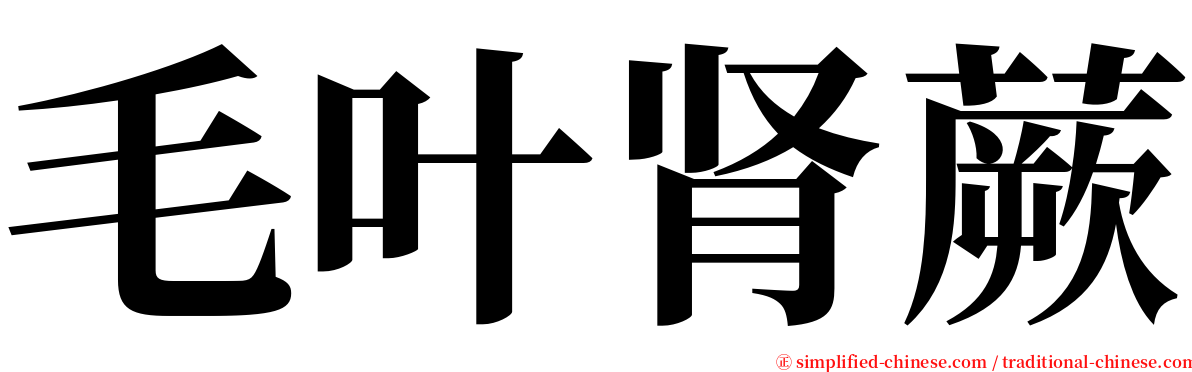 毛叶肾蕨 serif font