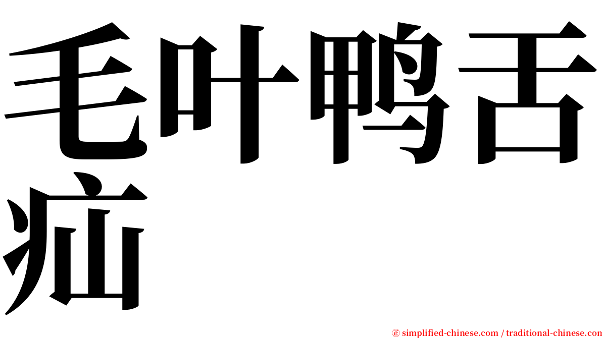 毛叶鸭舌疝 serif font